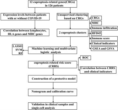 Identification of cuproptosis-related molecular subtypes and a novel predictive model of COVID-19 based on machine learning